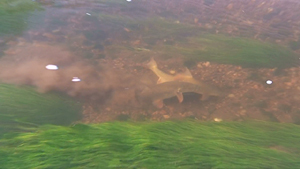 Barbel Spawning On The Swale
