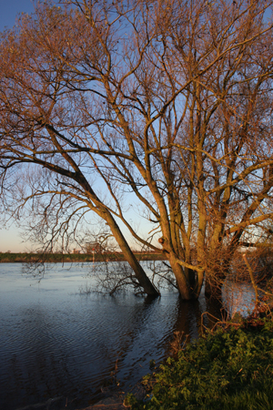flooded-tree