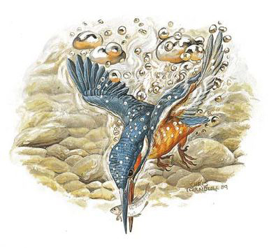 Turnbull Kingfisher
