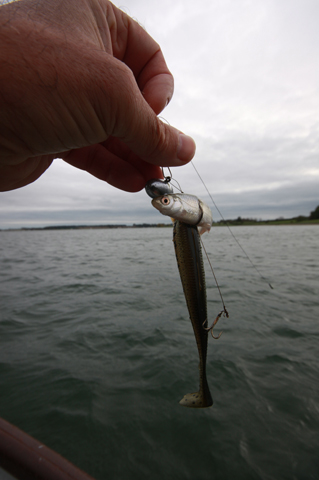Smallest fish ever on a lure